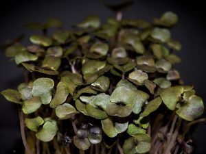 Albahaca Crimson King